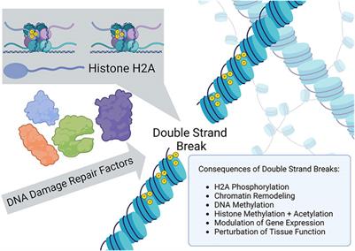 Frontiers in aging special issue: DNA repair and interventions in aging perspective on “loss of epigenetic information as a cause of mammalian aging”